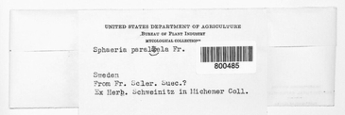 Urocystis occulta image